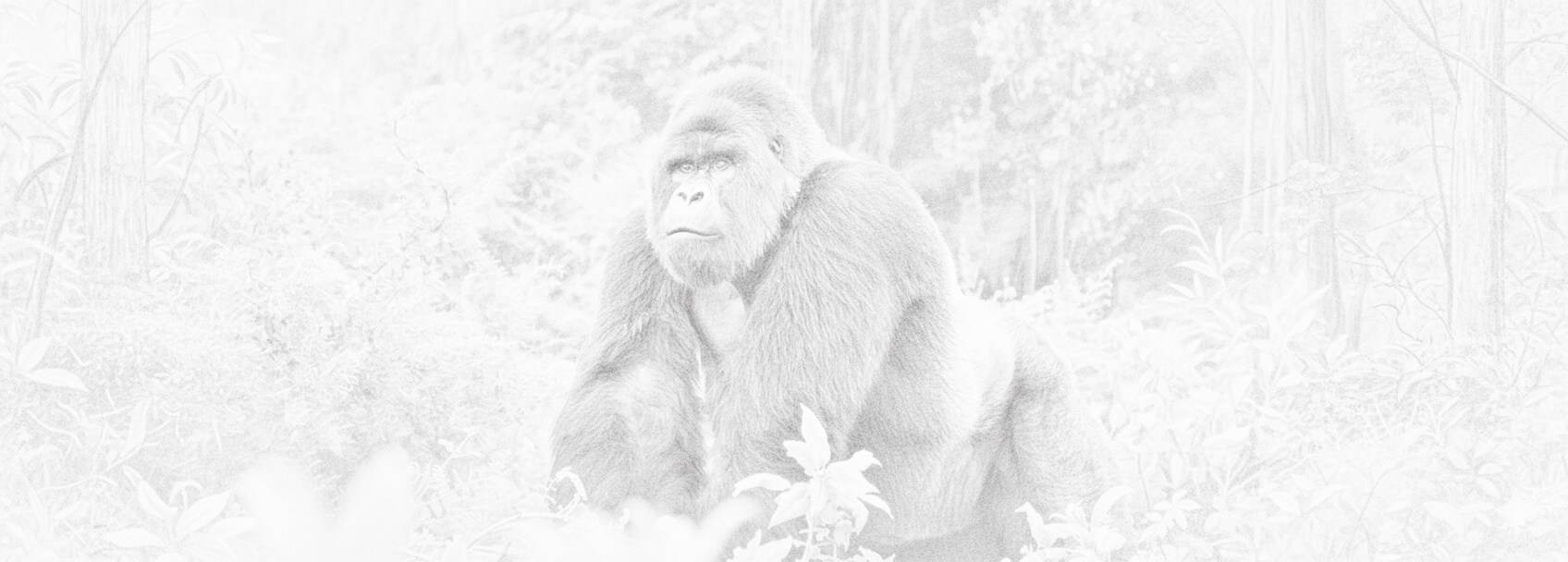 Democratic Republic of the Congo visa application and requirements